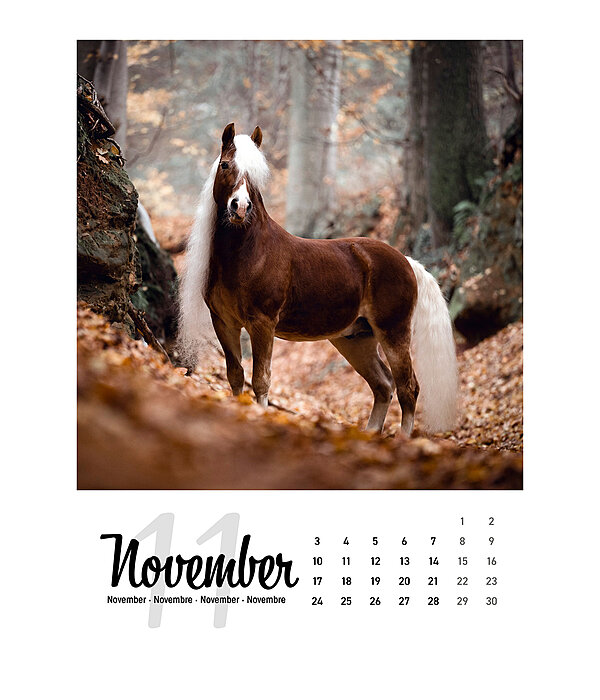 Paardenkalender 2026