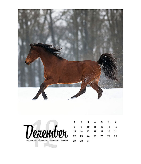 Paardenkalender 2026