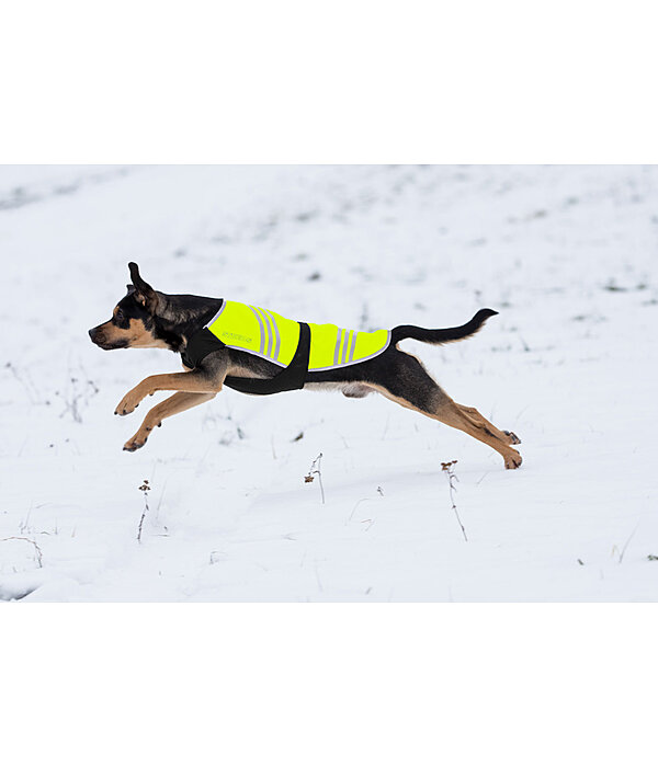 ik draag kleding Zo snel als een flits koffer reflecterend hondenjas Bright - Reflecterende artikelen - Kramer  Paardensport