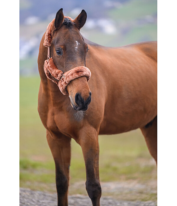 teddyfleece halster Protection