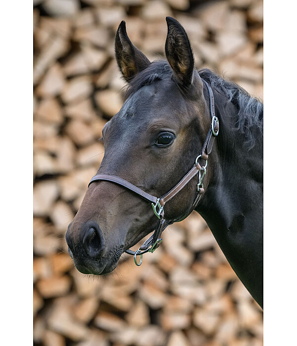 veulen lederen halster Classic