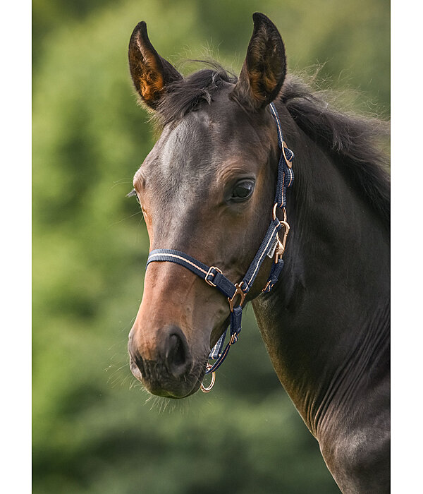 veulen en shetty halster Shimmering