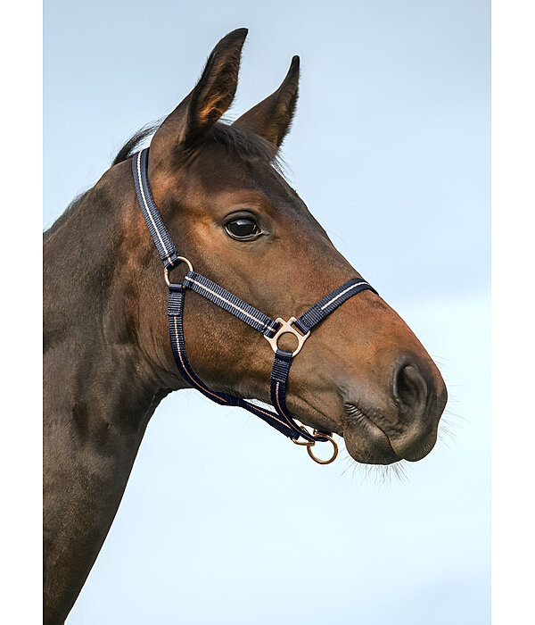 veulen en shetty halster Shimmering