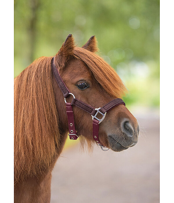 veulen en shetty halster Twinkle