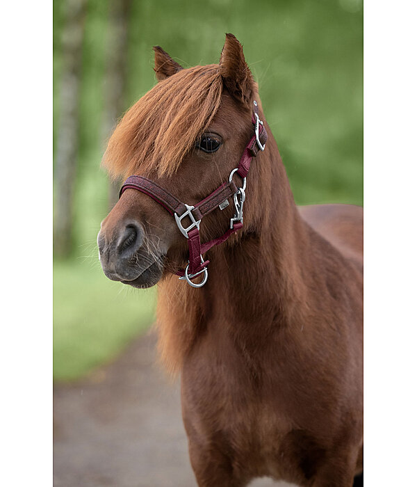 veulen en shetty halster Twinkle