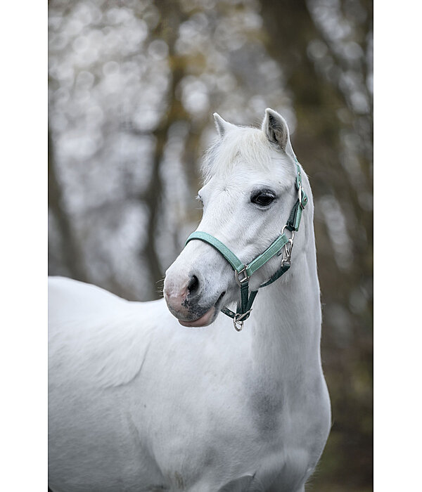 veulen en shetty halster Twinkle