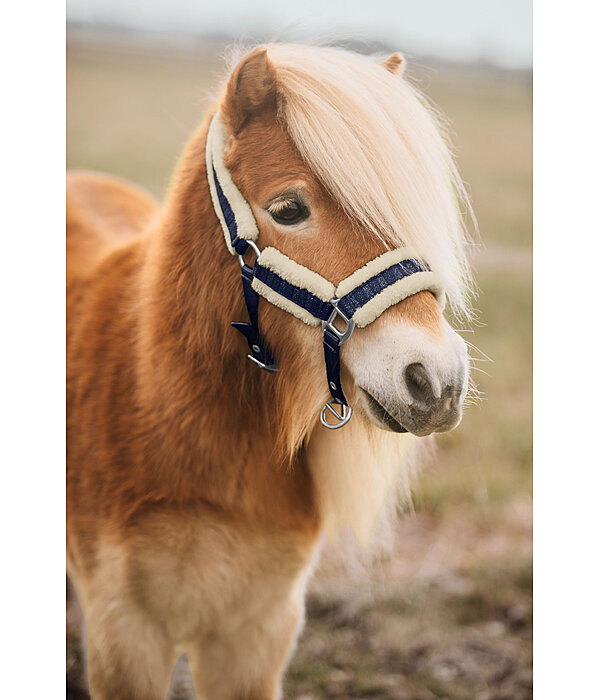 veulen en shetty halster Shine