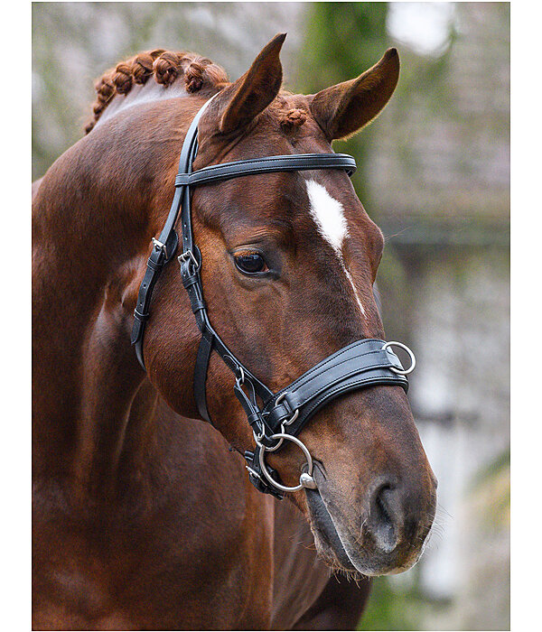 Kikker pianist wedstrijd kaptoom Soft Connection - CLARIDGE HOUSE - longeren & voltigeren - Kramer  Paardensport