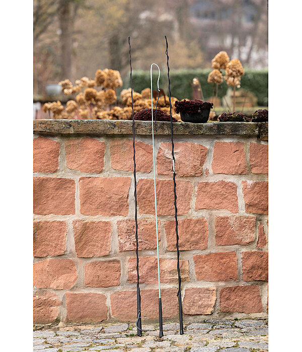 longeerzweep